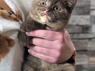 British Shorthair cats Large GCCF Pedigree BSH 2 boys and 2 girls left - Advert 1