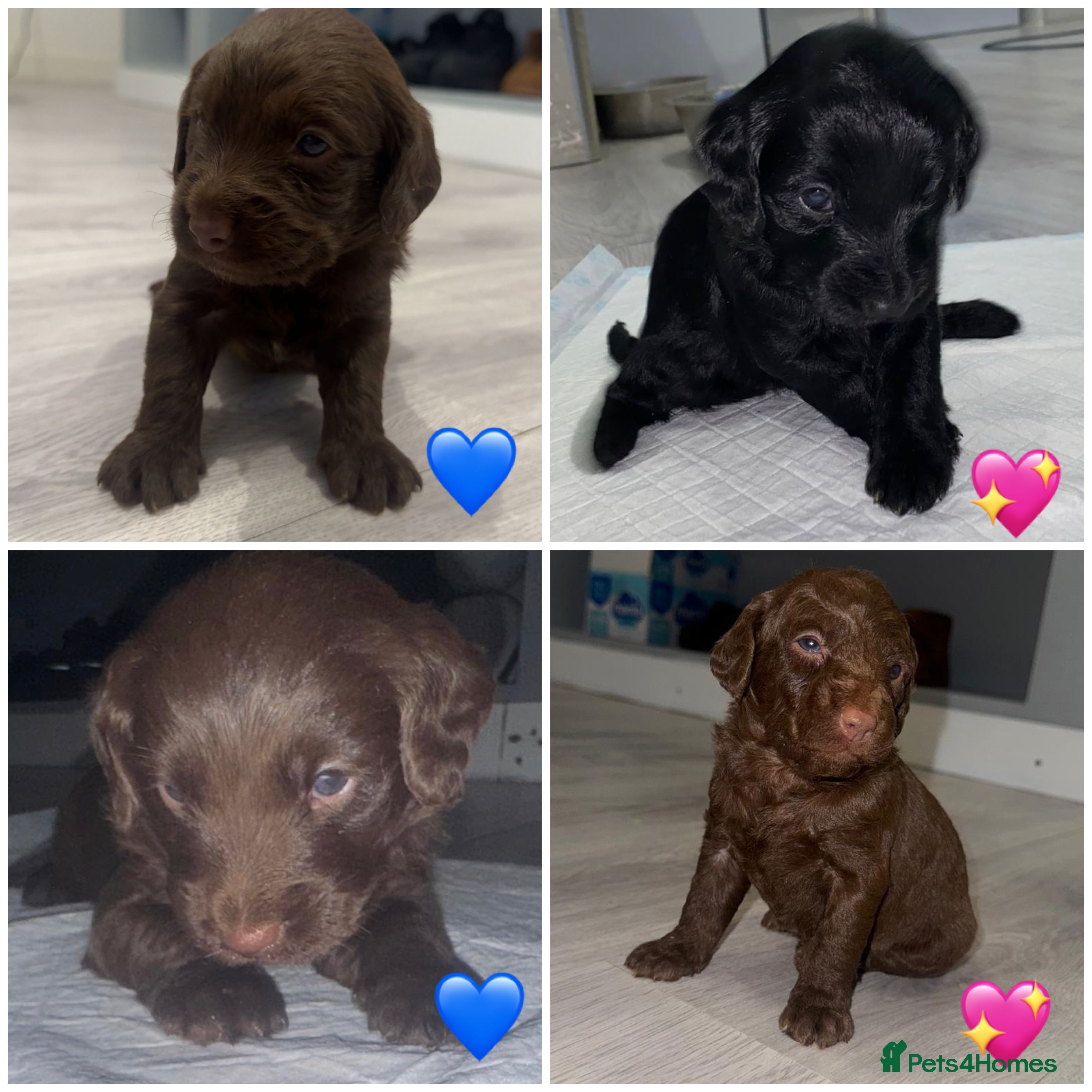 Labradoodle dogs Stunning labradoodle puppies - Advert 1