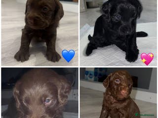 Labradoodle dogs Stunning labradoodle puppies - Advert 1