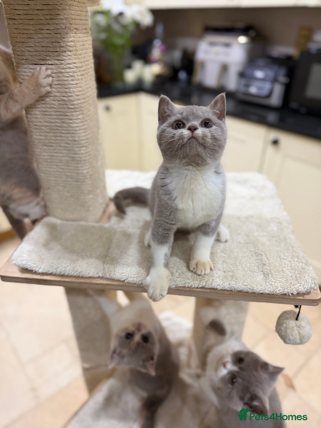 British Shorthair cats for sale: 😽Full Pedigree Registered BSH🌷Trusted Breeder - Advert 13