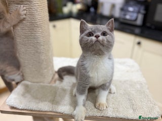 British Shorthair cats 😽Full Pedigree Registered BSH🌷Trusted Breeder - Advert 6