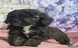 Cockapoo dogs for sale: sable & phantom & tri colour cockapoo puppies  - Image 28