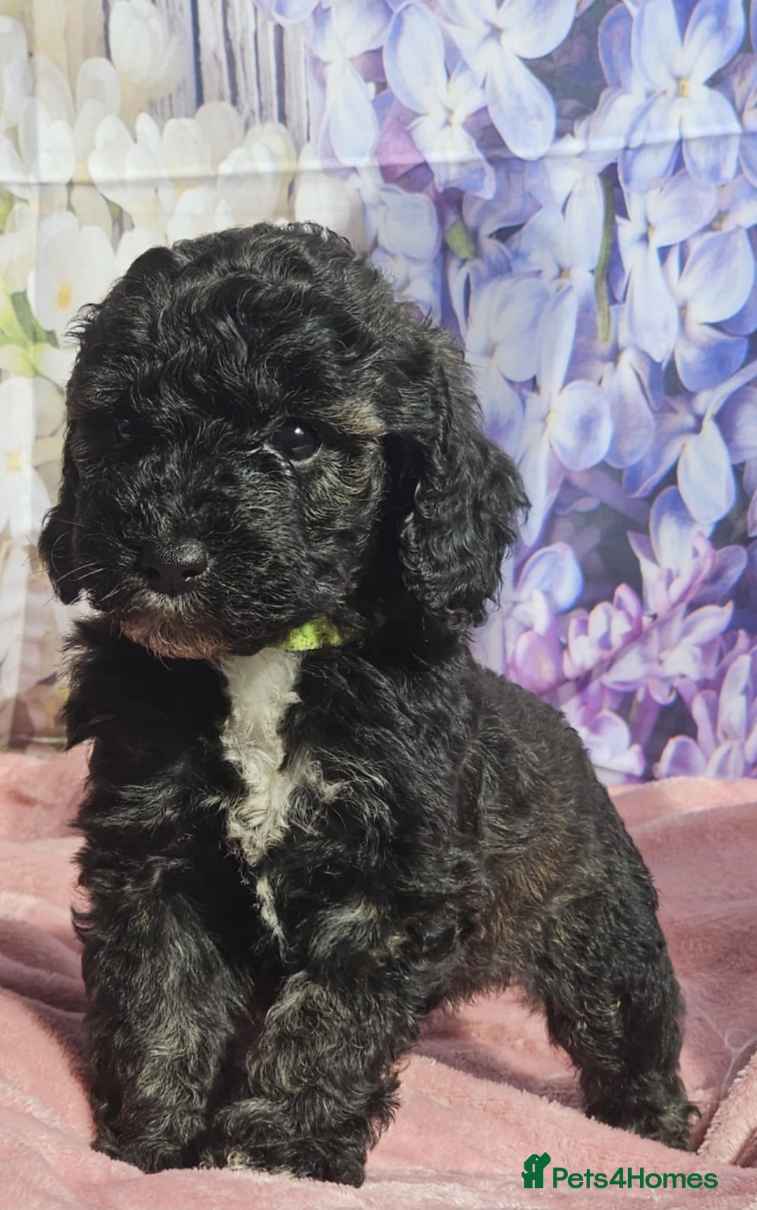 Cockapoo dogs for sale: sable & phantom & tri colour cockapoo puppies  - Image 28
