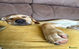Mixed Breed dogs for sale: New foster or adoption home needed🏡 - Image 5