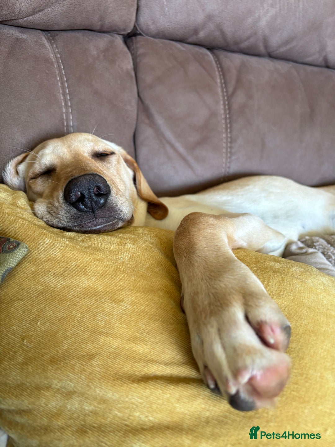 Mixed Breed dogs for sale: New foster or adoption home needed🏡 - Image 5