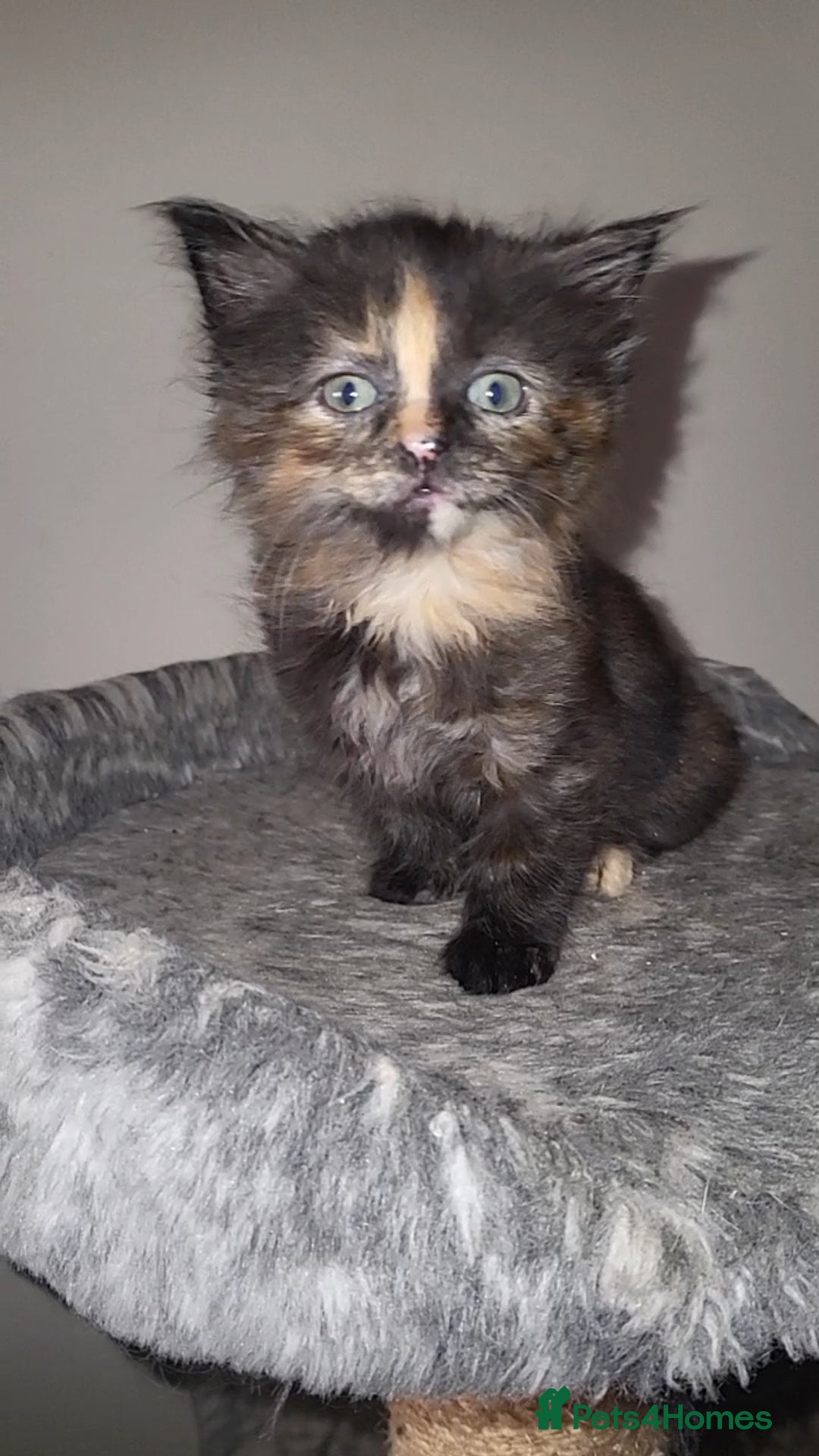 Mixed Breed cats for sale: Long-haired Mixed Breed Kittens £65-£95 - Advert 2