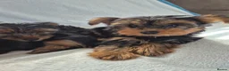 Yorkshire Terrier dogs for sale: 🐾 Beautiful Yorkshire Terrier Girls - Advert 10