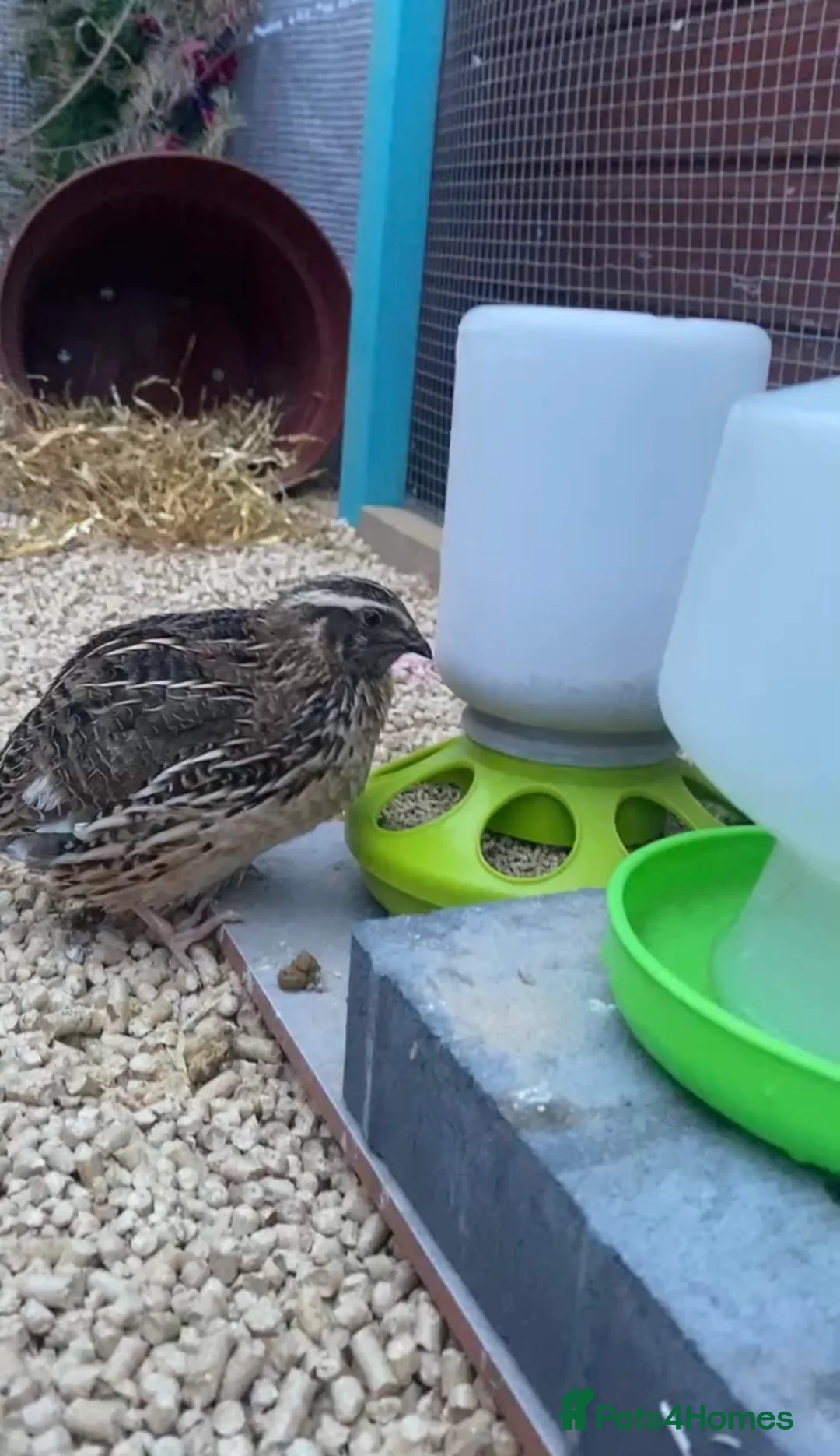 Quail poultry for sale: Male Coturnix Pedro  - Advert 1
