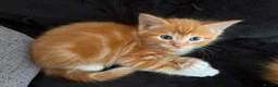 Mixed Breed cats for sale: 5 HALF-RAGDOLL KITTENS ❤️ - Advert 4