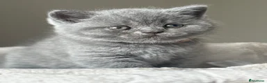British Shorthair 2