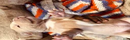 Mixed Breed dogs for sale: Staffy mix puppies looking forever homes  in Greenford - Advert 13