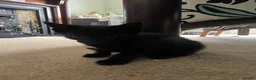 Mixed Breed cats for sale: Cheeky little curtain climbers  - Advert 10