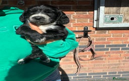 Cockapoo dogs for sale: Beautiful cockapoo puppys - Image 4