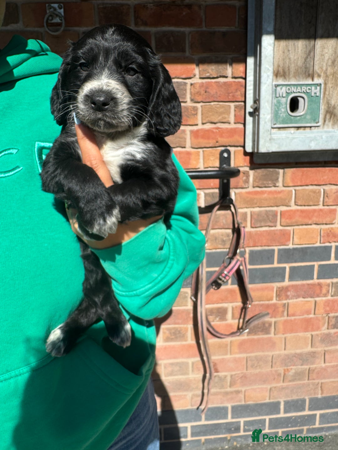 Cockapoo dogs for sale: Beautiful cockapoo puppys - Image 4