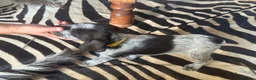 German Wirehaired Pointer dogs for sale: Ready to go Wiredhaired German pointer pups  - Advert 33