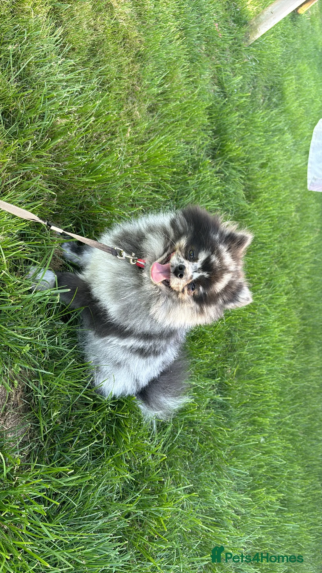 Pomeranian dogs for sale: Pomeranian merle - Advert 4