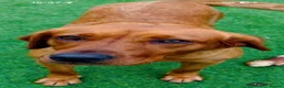 Labrador Retriever dogs for sale: Exceptional fully health tested Dark Red & Black  - Advert 15