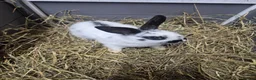 English Spot rabbits for sale: 8 week old female old english female doe  - Advert 2