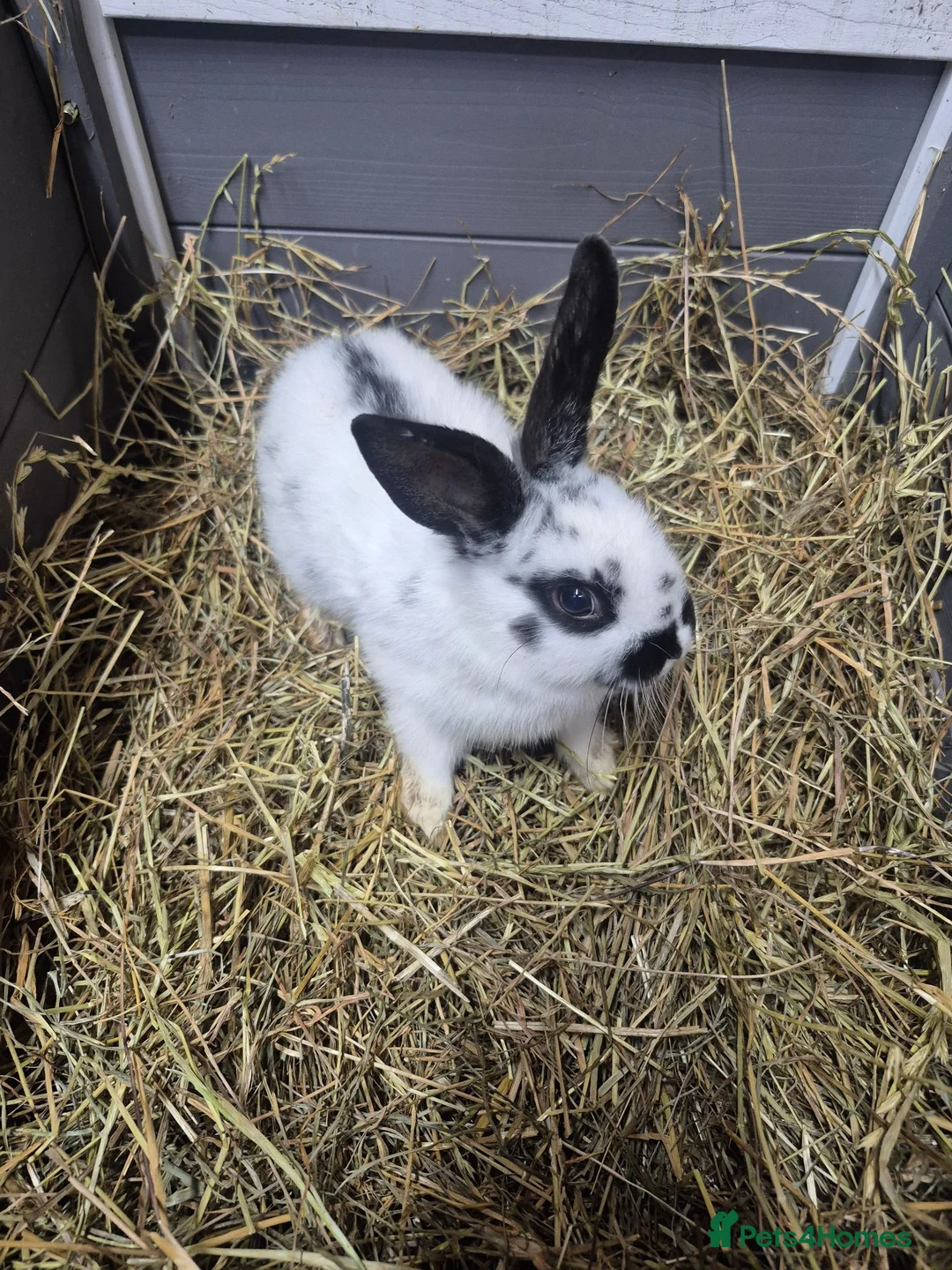 English Spot rabbits for sale: 8 week old female old english female doe  - Advert 2