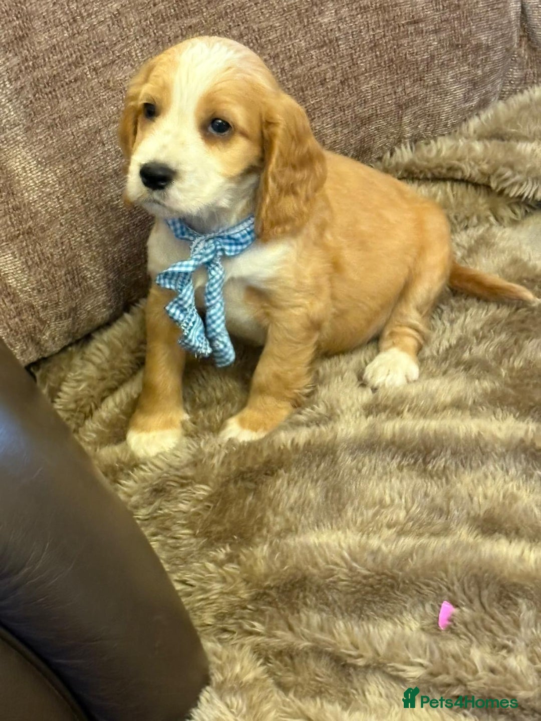 Cocker Spaniel dogs for sale: Stunning Litter of KC Reg Cocker Spaniel Puppies - Image 5