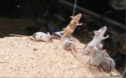 Mouse rodents for sale: Baby Coloured Fancy Mice  - Advert 4
