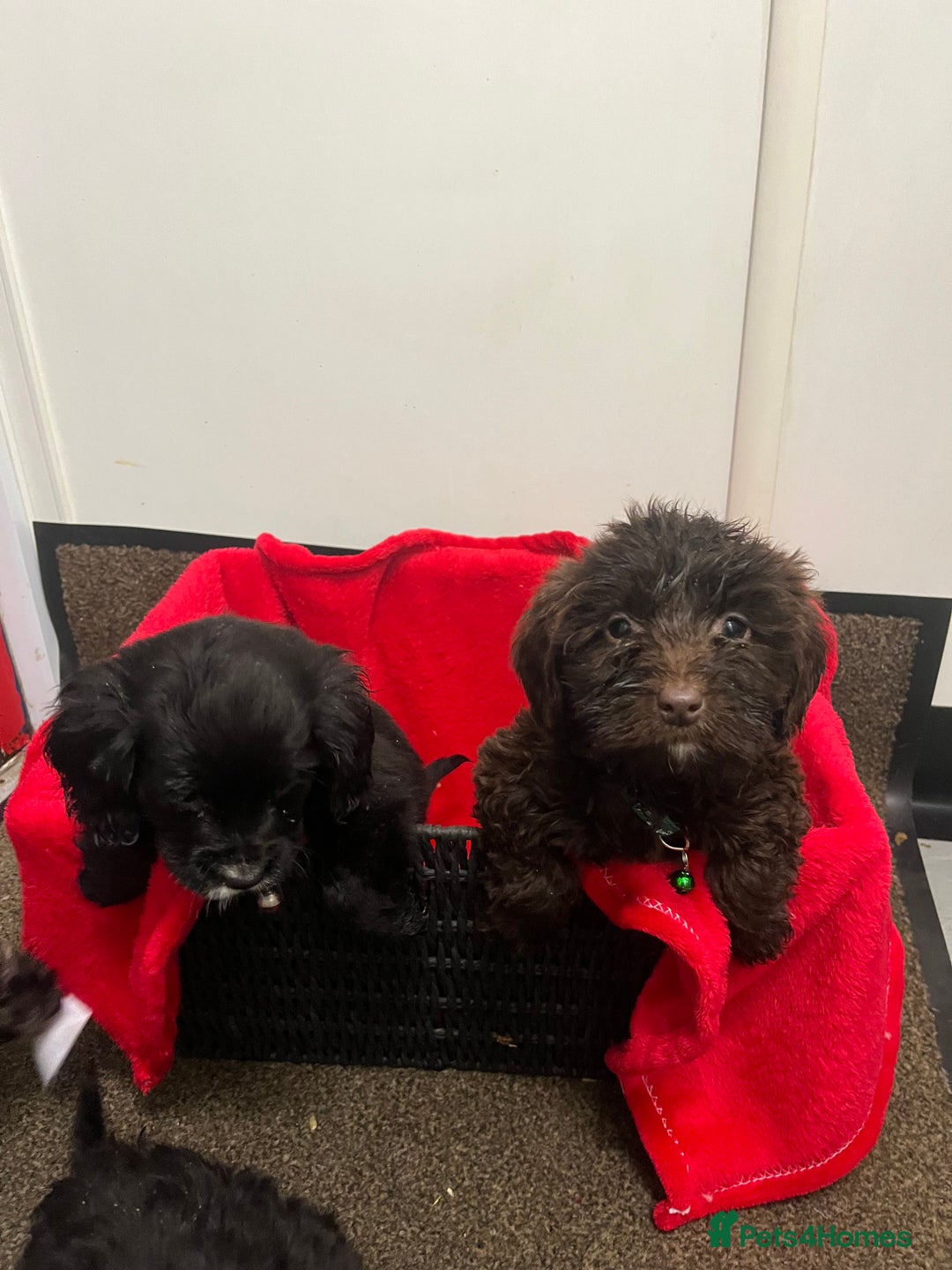 Sproodle dogs for sale: 7 beautiful sproodle puppies  - Advert 6