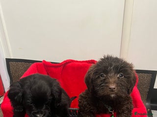 Sproodle dogs 7 beautiful sproodle puppies - Advert 2