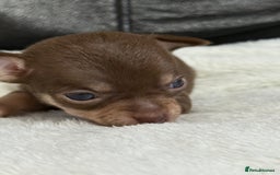Chihuahua dogs for sale: Chihuahua Puppies - Image 5
