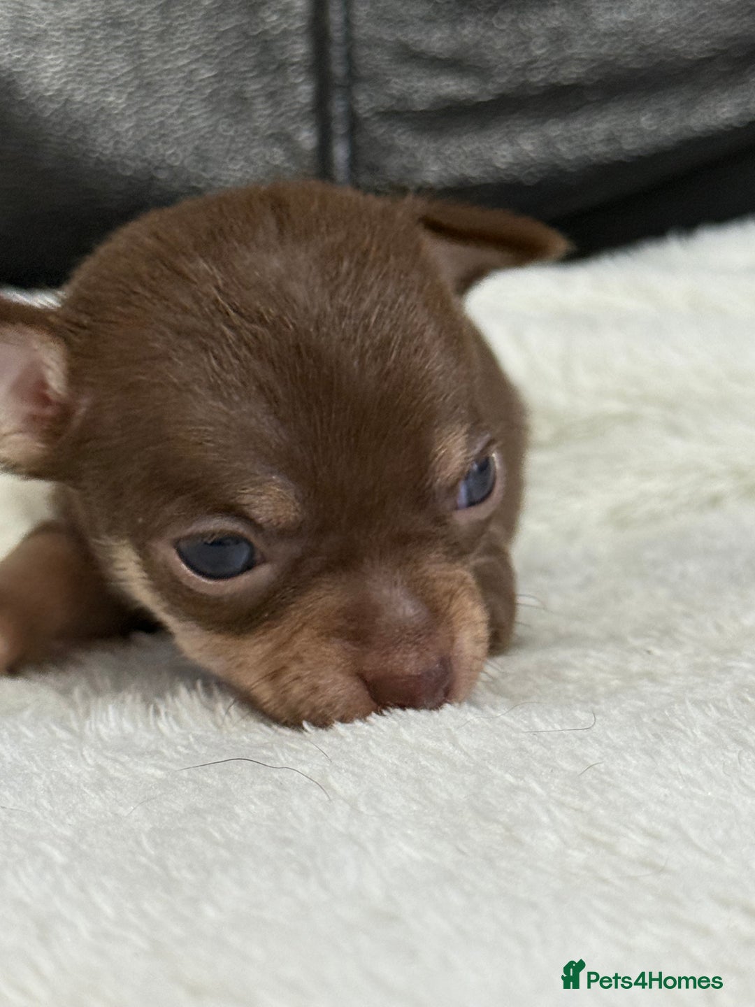 Chihuahua dogs for sale: Chihuahua Puppies - Image 5