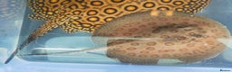 Cichlids fish for sale: Stingrays pair  - Advert 1