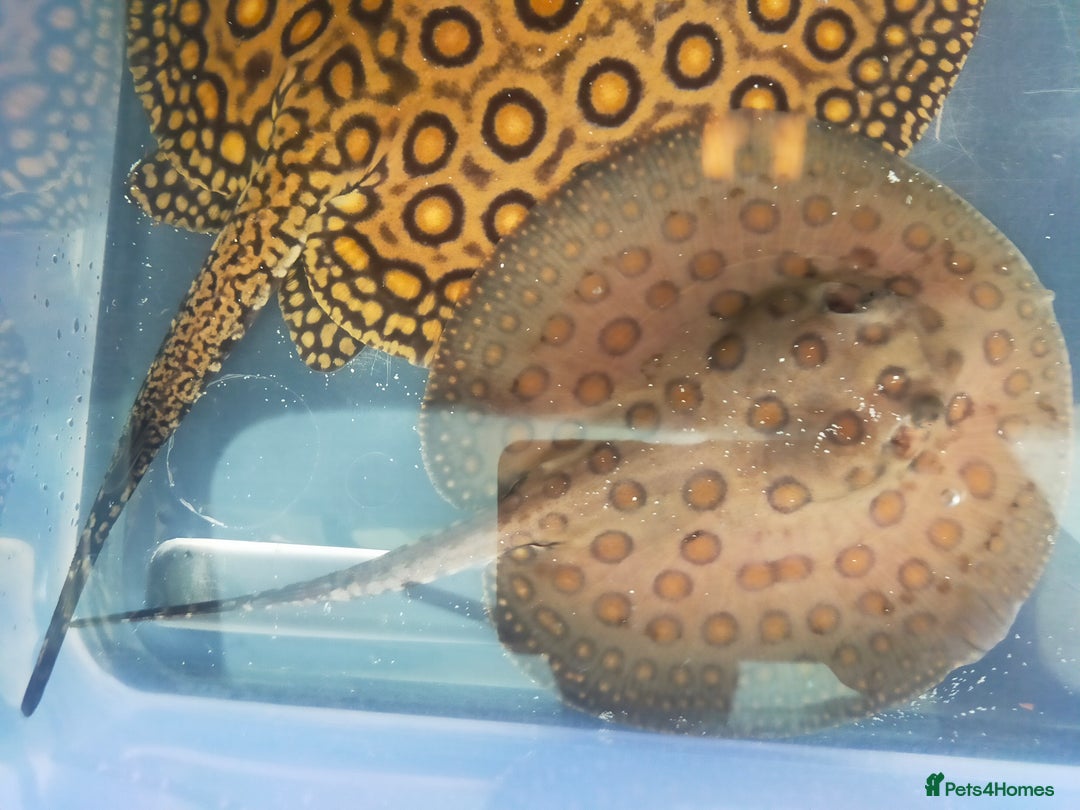 Cichlids fish for sale: Stingrays pair  - Advert 1