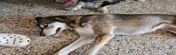 Mixed Breed dogs for adoption: Lajka – Gentle, Sweet Natured Girl - Advert 12