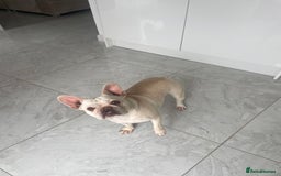 French Bulldog dogs for sale: Platinum L4 Flurry Carrier French Bulldog - Image 3