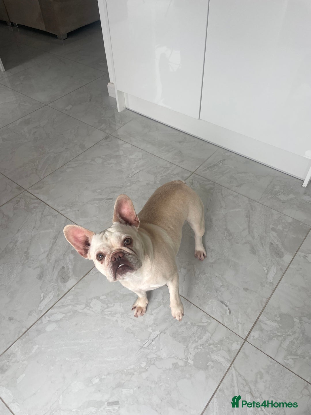 French Bulldog dogs for sale: Platinum L4 Flurry Carrier French Bulldog - Image 3