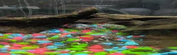 Other/Mixed Breed fish for sale: Polar blue parrot fish - Advert 1
