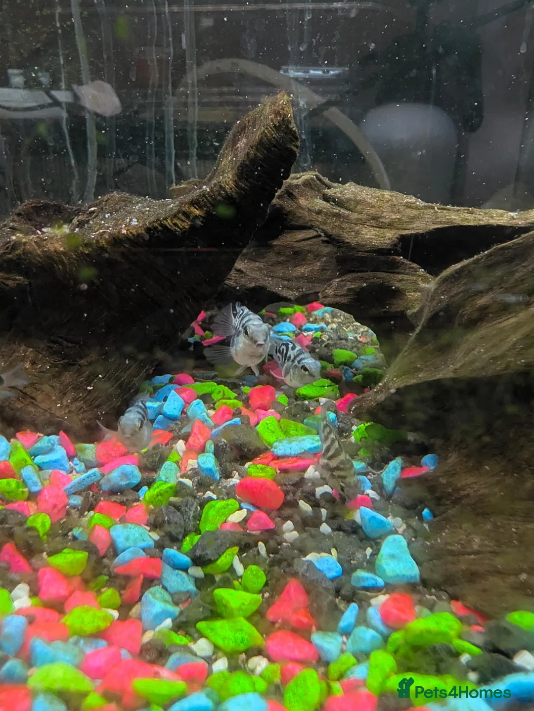 Other/Mixed Breed fish for sale: Polar blue parrot fish - Advert 1
