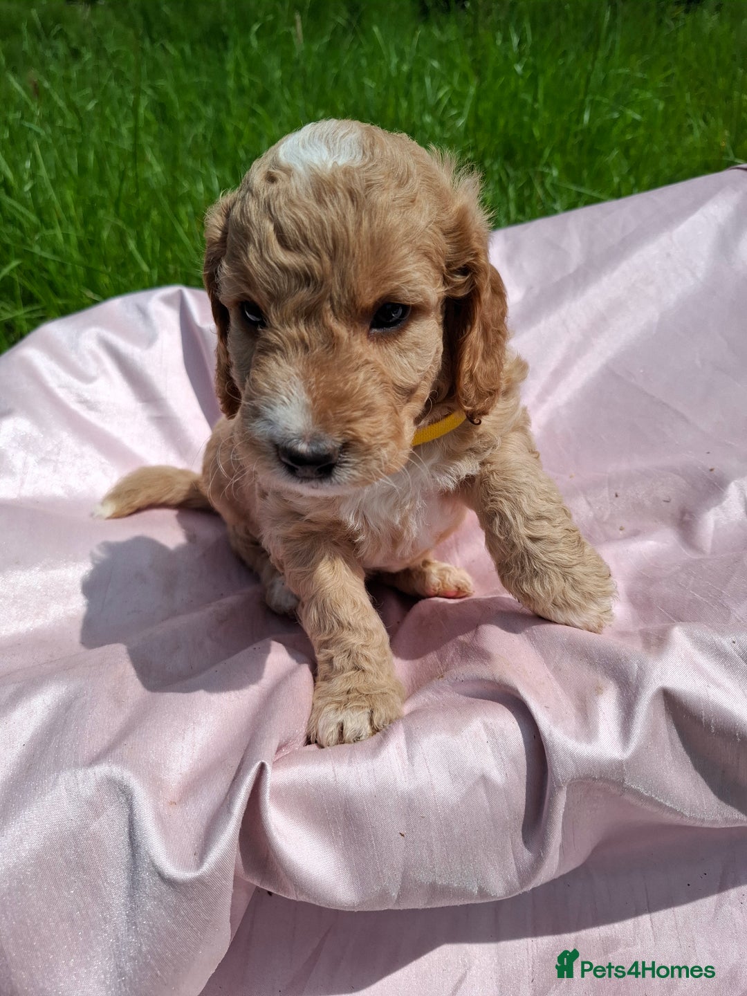 Cockapoo dogs for sale: Beautiful Cockapoo Puppies  - Image 27