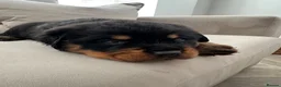 Rottweiler dogs for sale: OUTSTANDING QUALITY GERMAN ROTTWEILER PUPPIES  - Advert 18