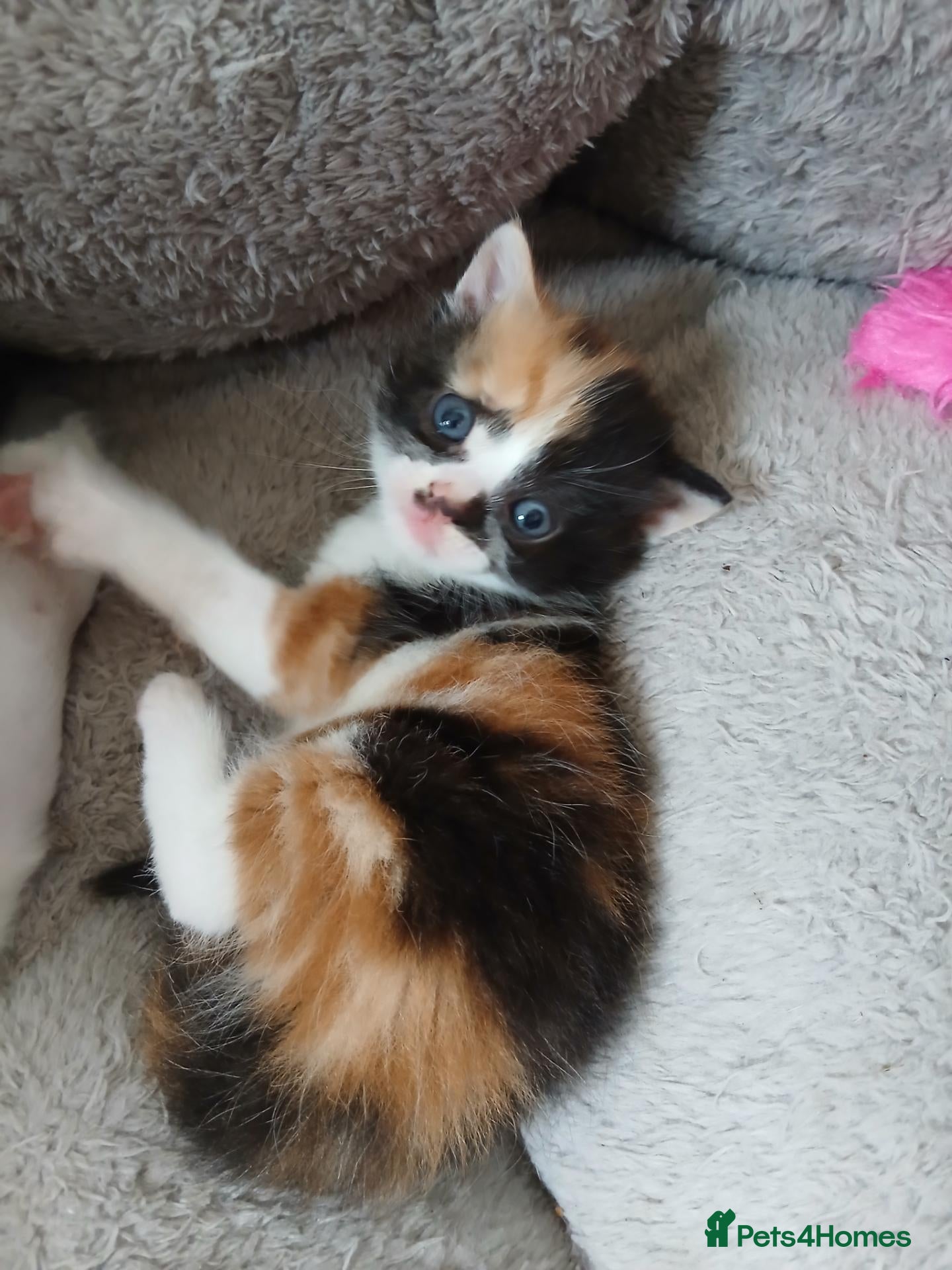 Mixed Breed cats for sale: 2 x calico girls and 1 x ginger boy - Advert 1