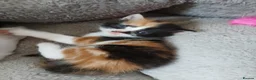Mixed Breed cats for sale: 2 Calico Girls and 1 Ginger Male - Advert 13