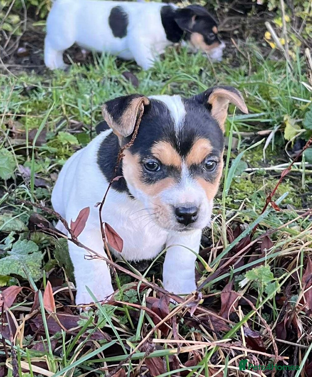 Jack Russell dogs DOCKED Beautiful White & Tri coloured Girls  - Advert 2