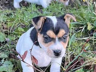 Jack Russell dogs DOCKED Beautiful White & Tri coloured Girls - Advert 1