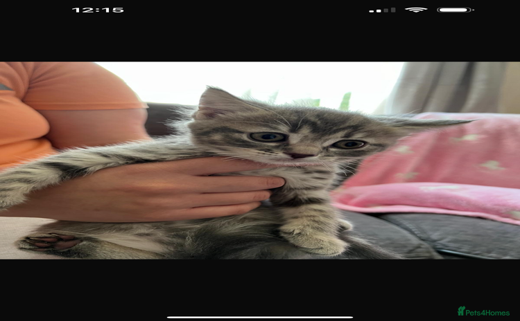 Mixed Breed cats - Advert 3