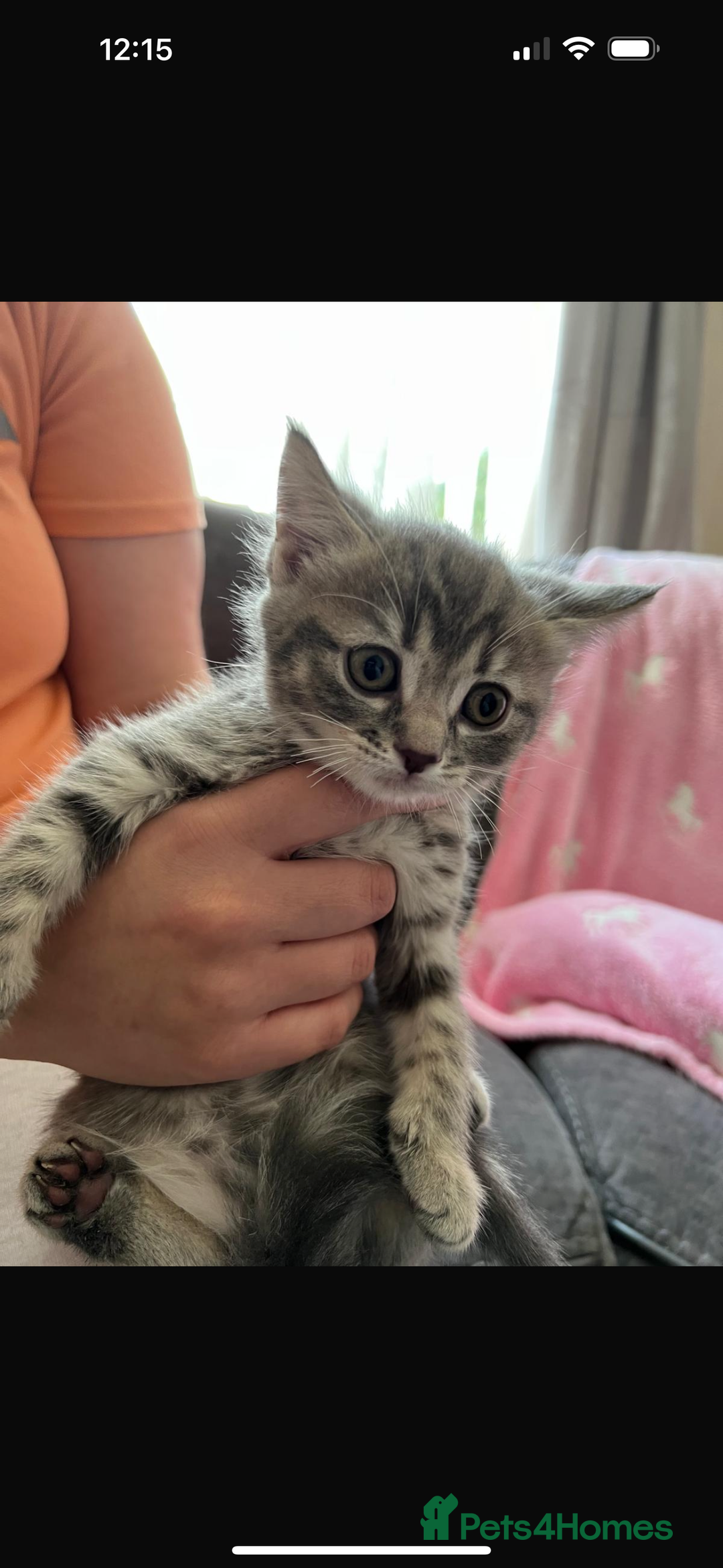 Mixed Breed cats for sale: Ragdoll X Scottish Fold  - Image 1