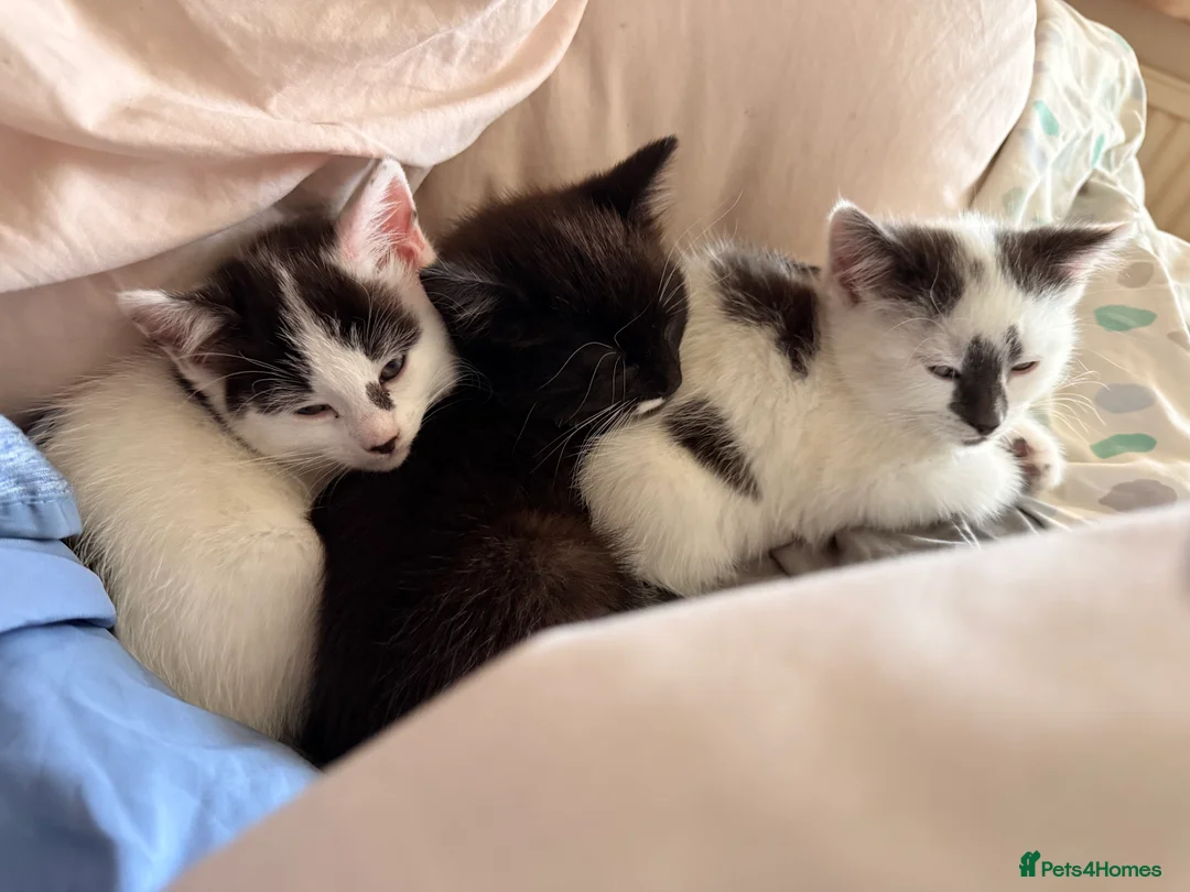 Mixed Breed cats for sale: 3 super friendly girls  - Advert 17