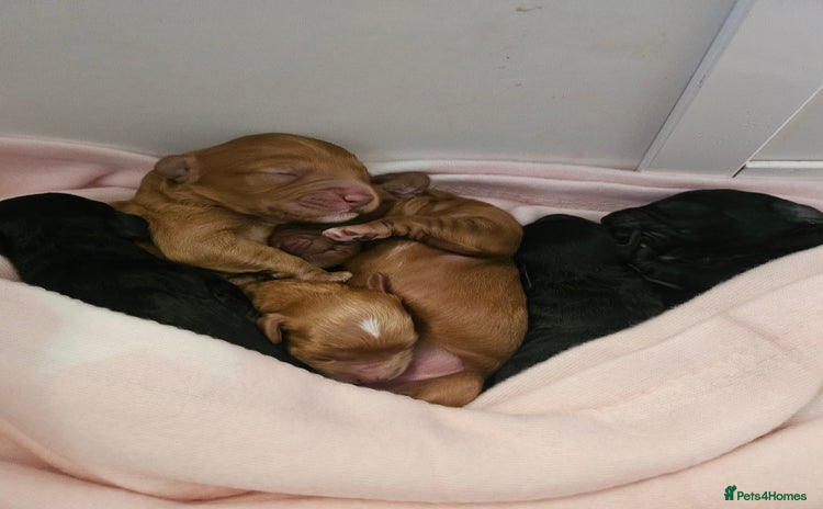 Cavapoo dogs - Advert 30