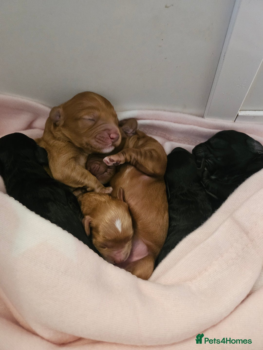 Cavapoo dogs for sale: Gorgeous F1b Toy Cavapoo Babies   - Advert 2