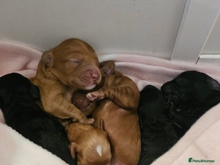 Cavapoo dogs - Advert 20