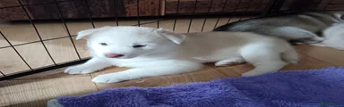 Huskita Puppy 3