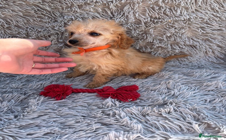 Miniature Poodle dogs in Llandeilo - Advert 2